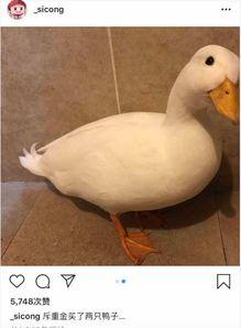 爆料鸭子吃药视频播放,网络热传鸭子吃药视频背后的真相 第1张 爆料鸭子吃药视频播放,网络热传鸭子吃药视频背后的真相 第1张