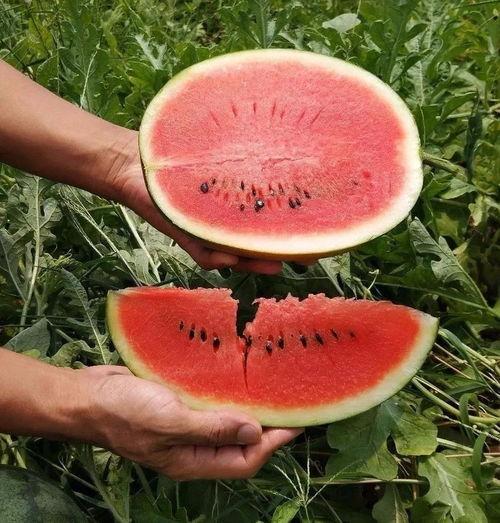 适合娱乐吃瓜的头像,吃瓜群众必备头像大集合 第1张 适合娱乐吃瓜的头像,吃瓜群众必备头像大集合 第1张